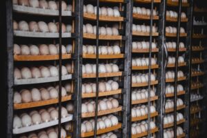 Poultry Industry Logistics
